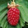 loganberry